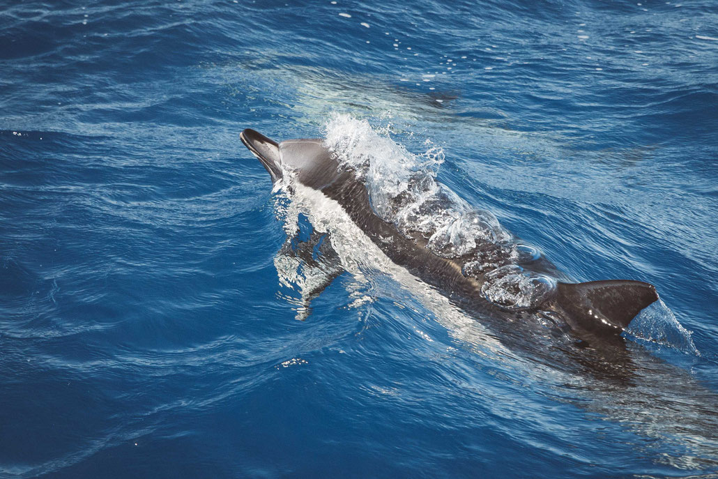 the ultimate guide to planning a trip to Madeira dolphins whales watching swimming
