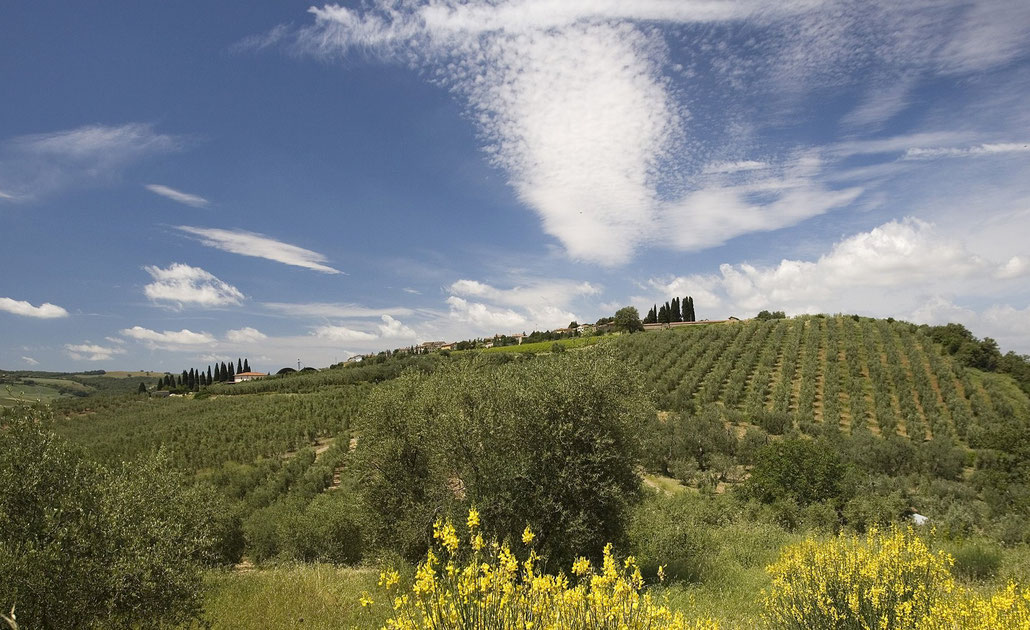 Der Olivenhain Villa Magra von Frantoio Franci in Montenero d'Orcia