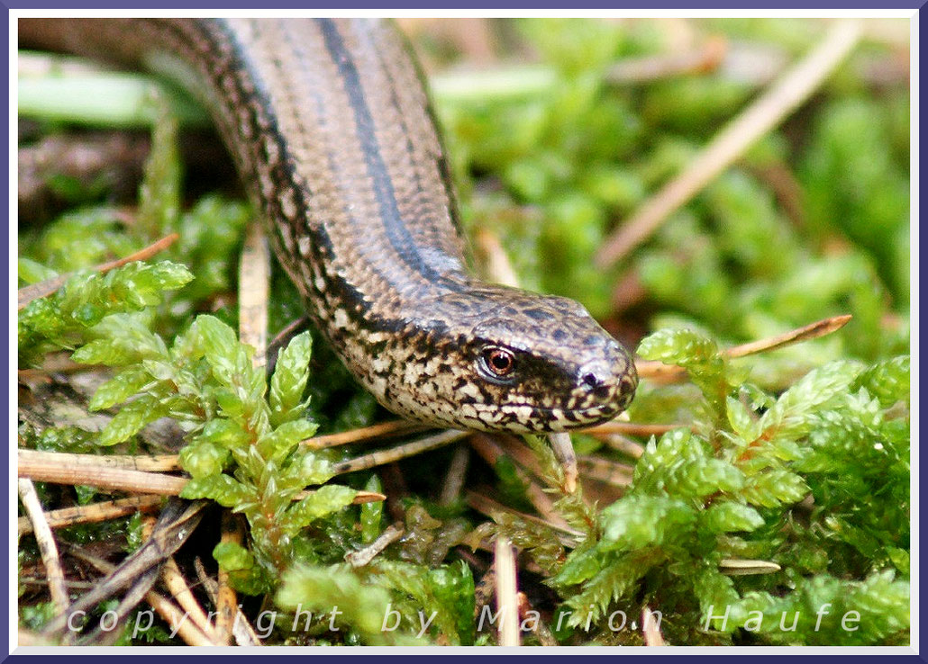 Blindschleiche (Anguis fragilis), 17.09.2015, Darß/Mecklenburg-Vorpommern