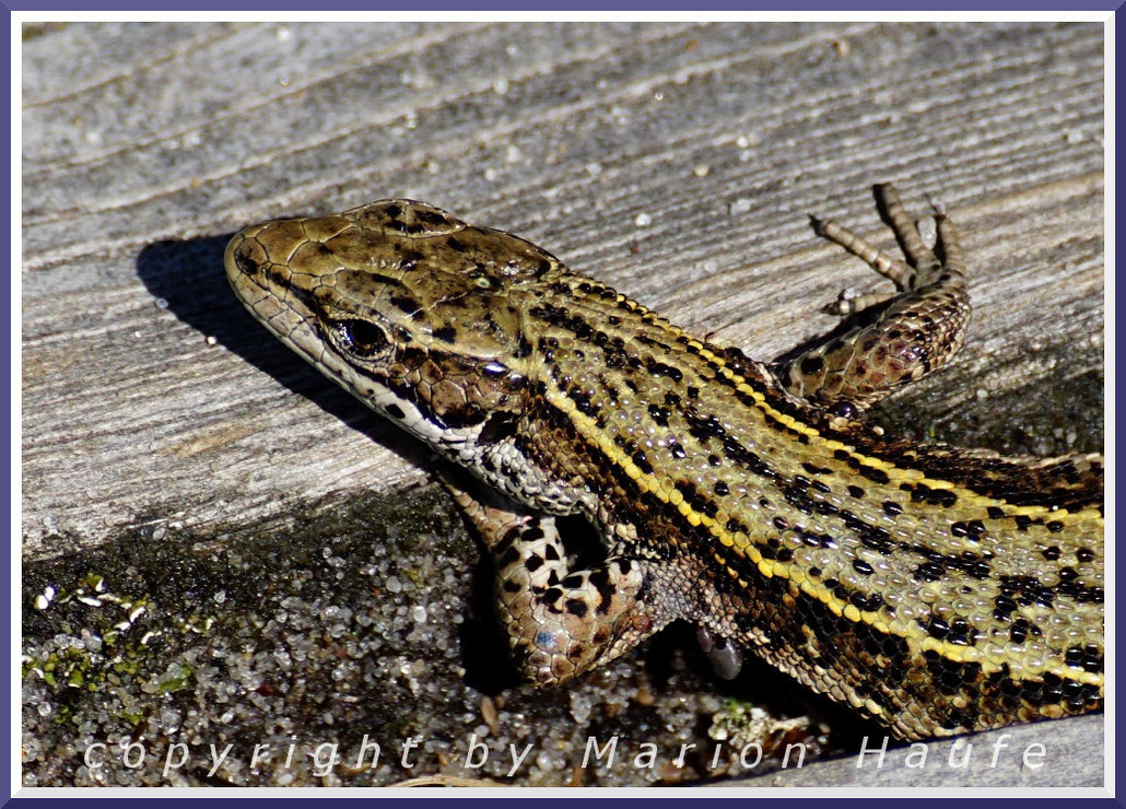 Weibliche Waldeidechse (Zootoca vivipara), 29.06.2020, Darß/Mecklenburg-Vorpommern