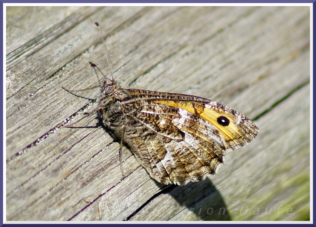 Ockerbindiger Samtfalter (Hipparchia semele), 02.08.2017, Darß/Mecklenburg-Vorpommern