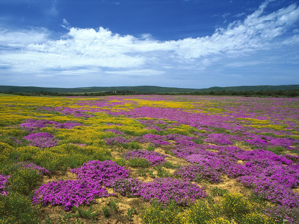 Dew Flowers, Südafrika - ein wunderschöner Blumenteppich