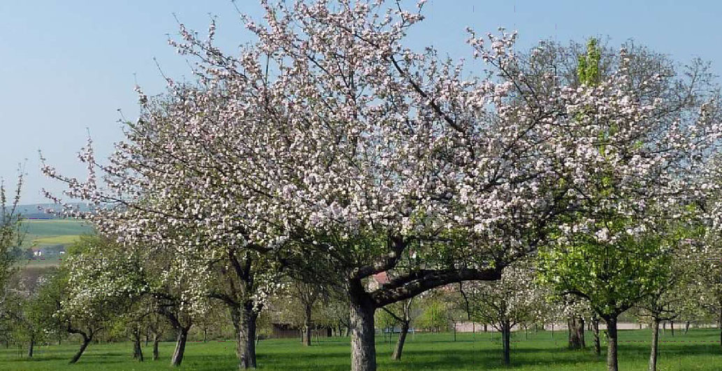 Streuobstwiese in Birkenfeld - Foto: B. Meyer