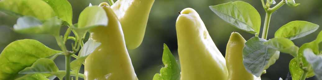 urban gardening, paprika, balkongarten, urbaner gartenbau, essbare stadt, gemeinschaftsgarten, selbstversorgung, lebensmittel, landwirtschaft, gemüsebau