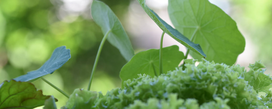 Kapuzinerkresse, Andrea Blum, Urbaner Gartenbau, Balkongarten, Dornbirn, Vorarlberg, Gartenblog, Kräuterblog, Nachhaltigkeitsblog, Kräuterwissen, Gartenkräuter