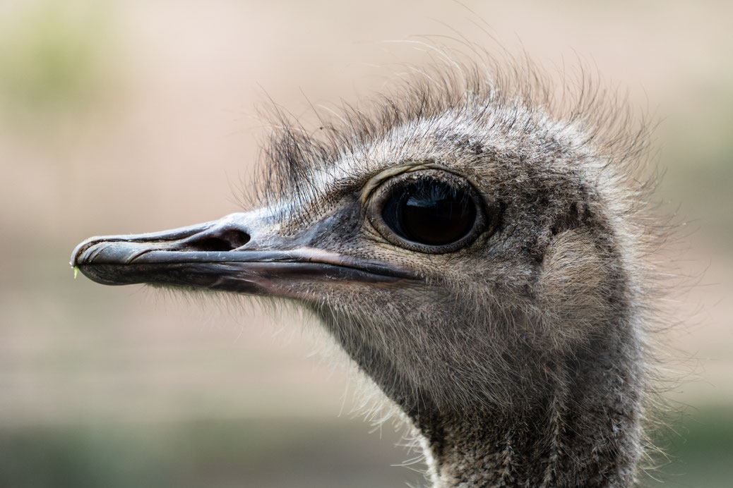 Close-up of a female Ostrich