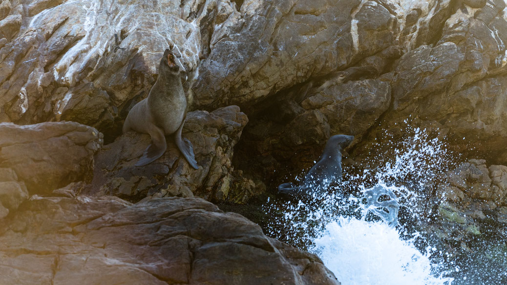 Seal roaring Seals laying at Rooi-Els rocky shore line, South Africa