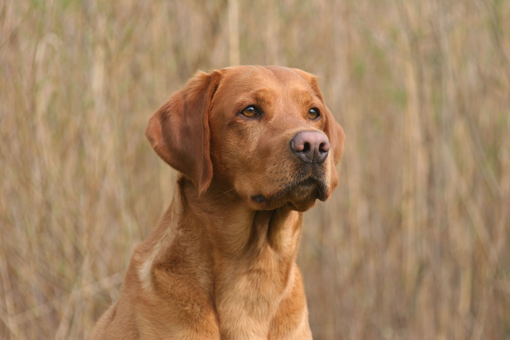 DeckRÜDEN aus Arbeitslinien Lightning Fast Labrador Retriever