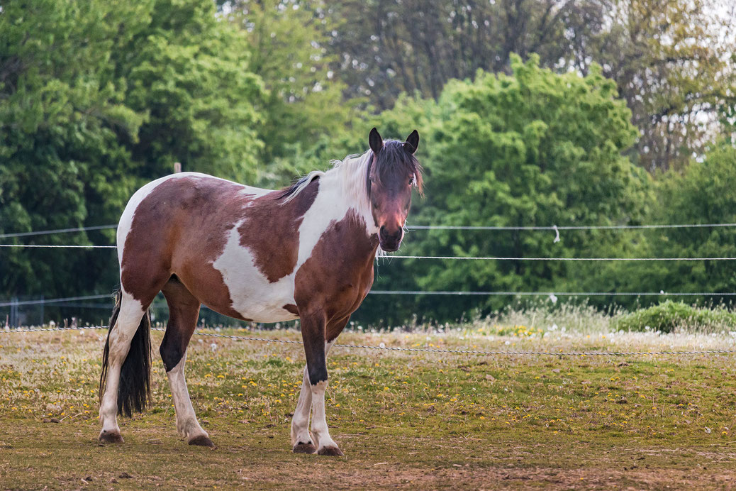 Schöne Pferdebilder kostenlos downloaden - MJPics Fotografie