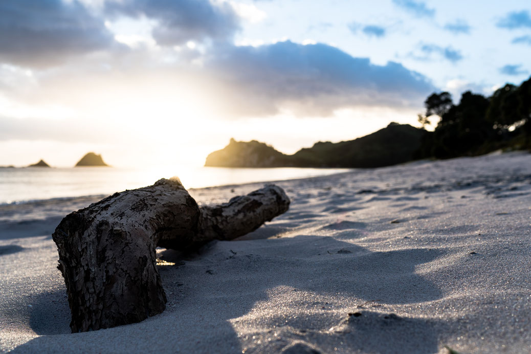 Log on the beach during sunrise at Hahei beach, Coromandel Peninsula, New Zealand