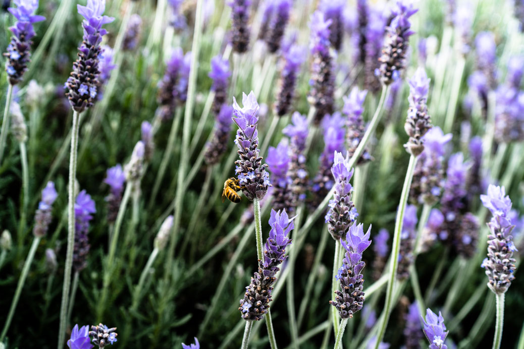 A bee pollinating lavender in New Zealand