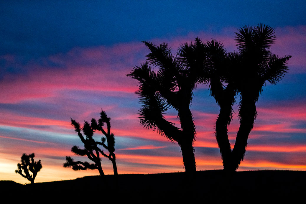 Three Joshua Trees after sunset