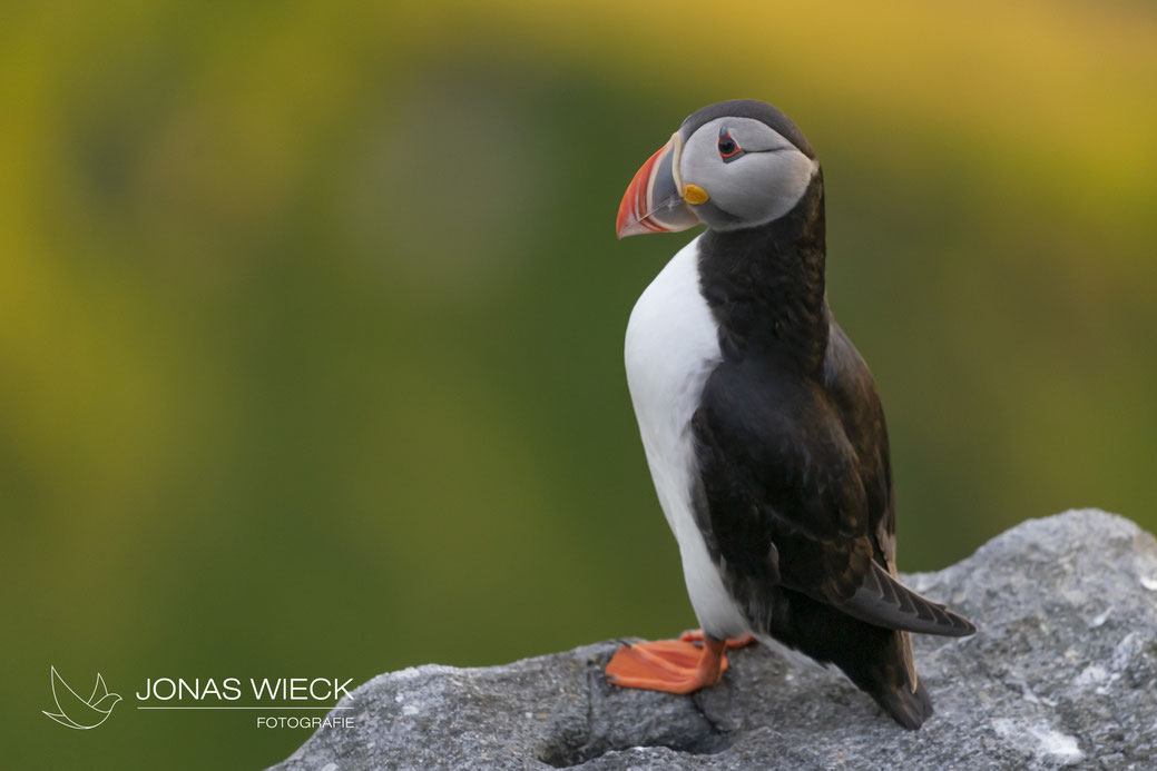 Papageientaucher | Fratercula arctica | © JONAS WIECK