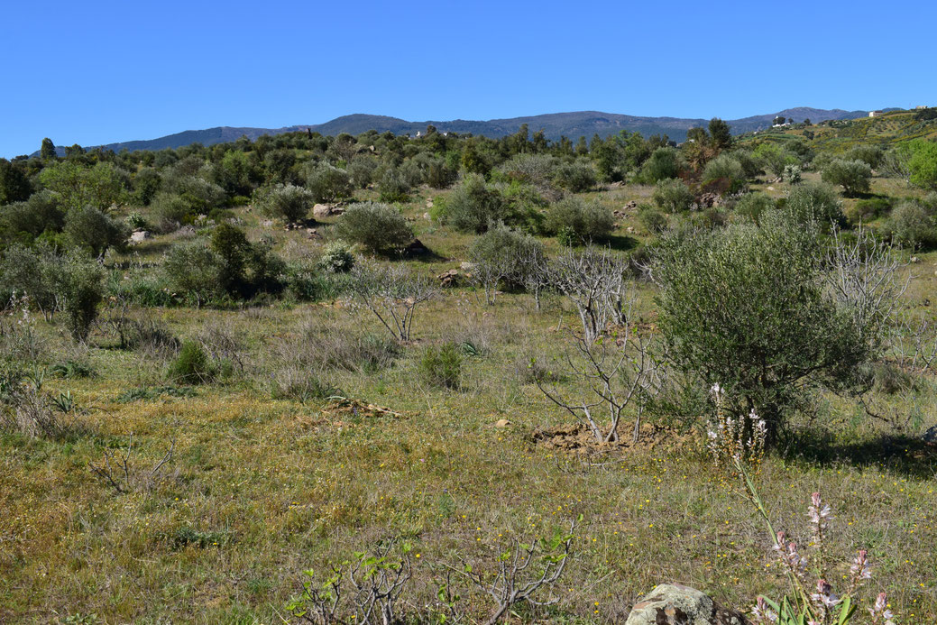 Habitat rifain dans la contrée de Chefchaouen, © Frédérique Courtin-Tarrier