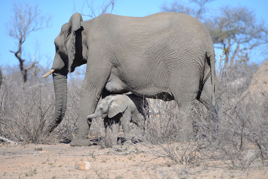 Elephant avec son petit vers Crocodile bridge