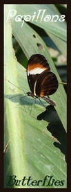 Papillons / Butterflies / Photos de Crystal Jones / http://jardin-secret-de-crystal-jones.jimdo.com/ Photographies de la nature