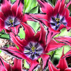 371 TulpenRosa Solar