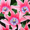 370 TulpenRosa