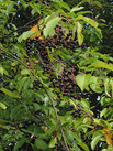 300px-Amerikaanse_vogelkers_vruchten_(1)_Prunus_serotina_Wikipedia.jpg