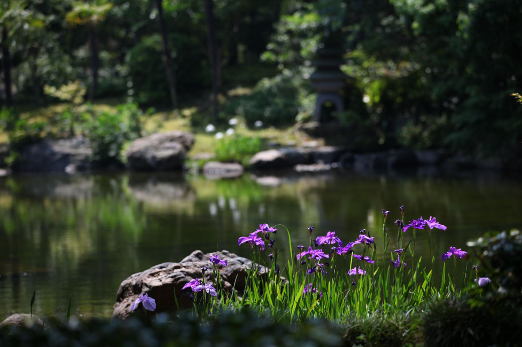 三重県桑名市六華苑の庭園の池の風景（季節に合わせて様々な花が咲きほこります）