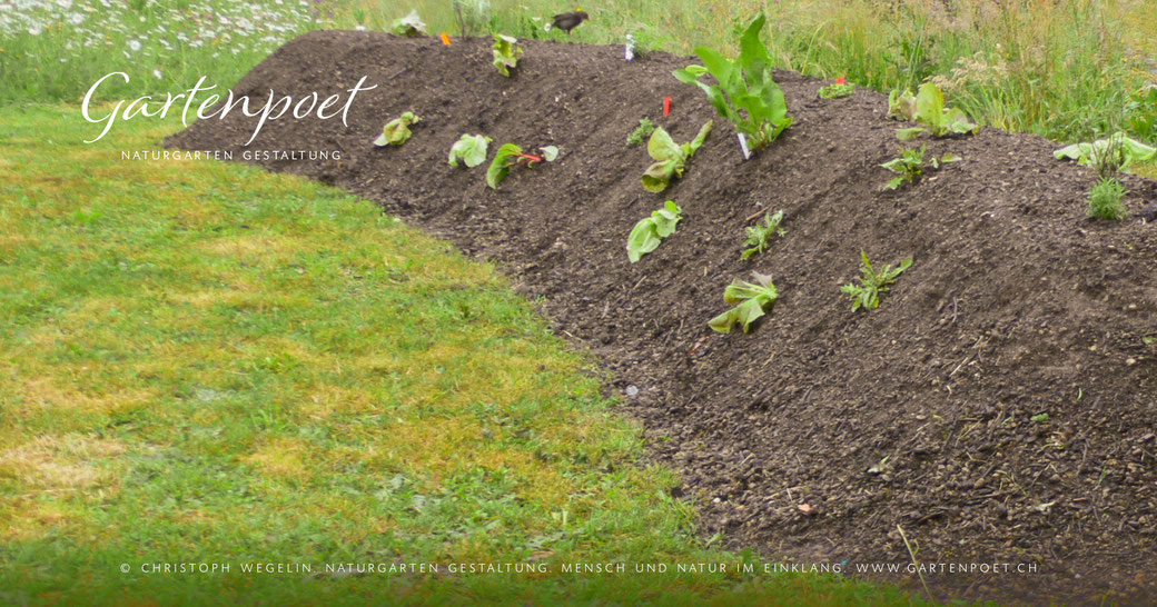 Gemüseanbau, Gemüsegarten, Gemüsebeet, Hügelbeet, Blumenbeet, Mischkulturen, Permakultur