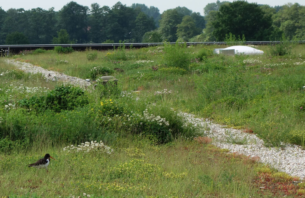 Garten- und Landschaftsbau Gröne Gebäudegrün Biodiversitätsgründach Logistikhalle Wagenfeld Dachbegrünung Auburgquelle Dinklage Lohne Vechta Osnabrück Oldenburger Münsterland