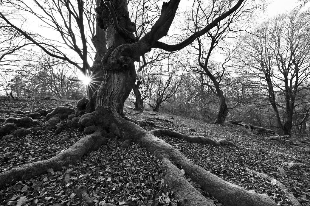 Im Hutewald Halloh bei Albertshausen, 14mm, Blende 16, 1/15s, ISO 100