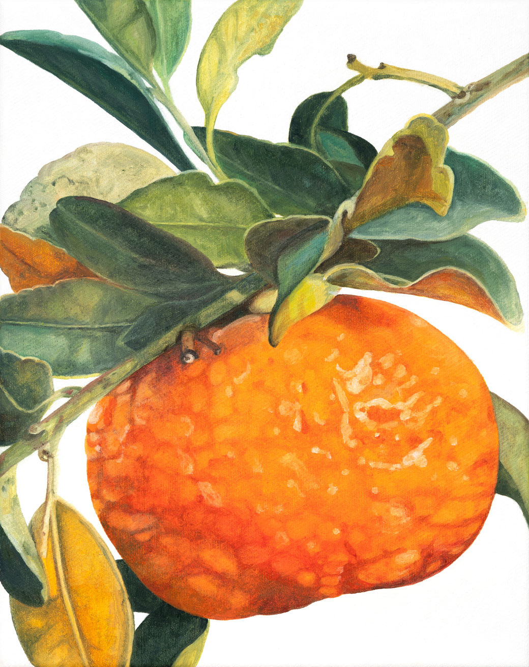 citrus x aurantium pomeranze,rutaceae, 24x30cm, oil on linen ©️brigitte hofherr 