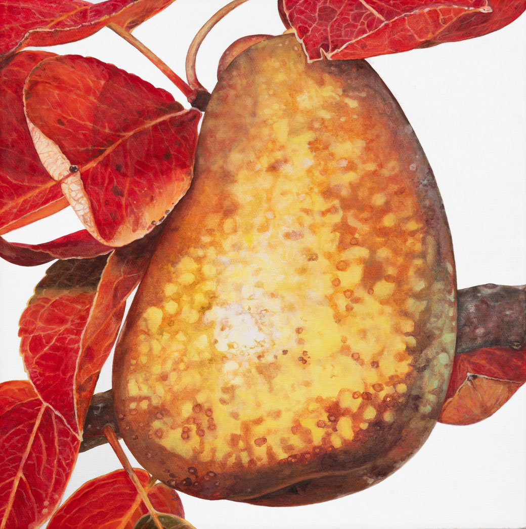 William Christ Birne, Pyrus communis, Rosaceae, 2024, 40x40x2cm, Ölfarbe auf Gewebe ©️brigitte hofherr