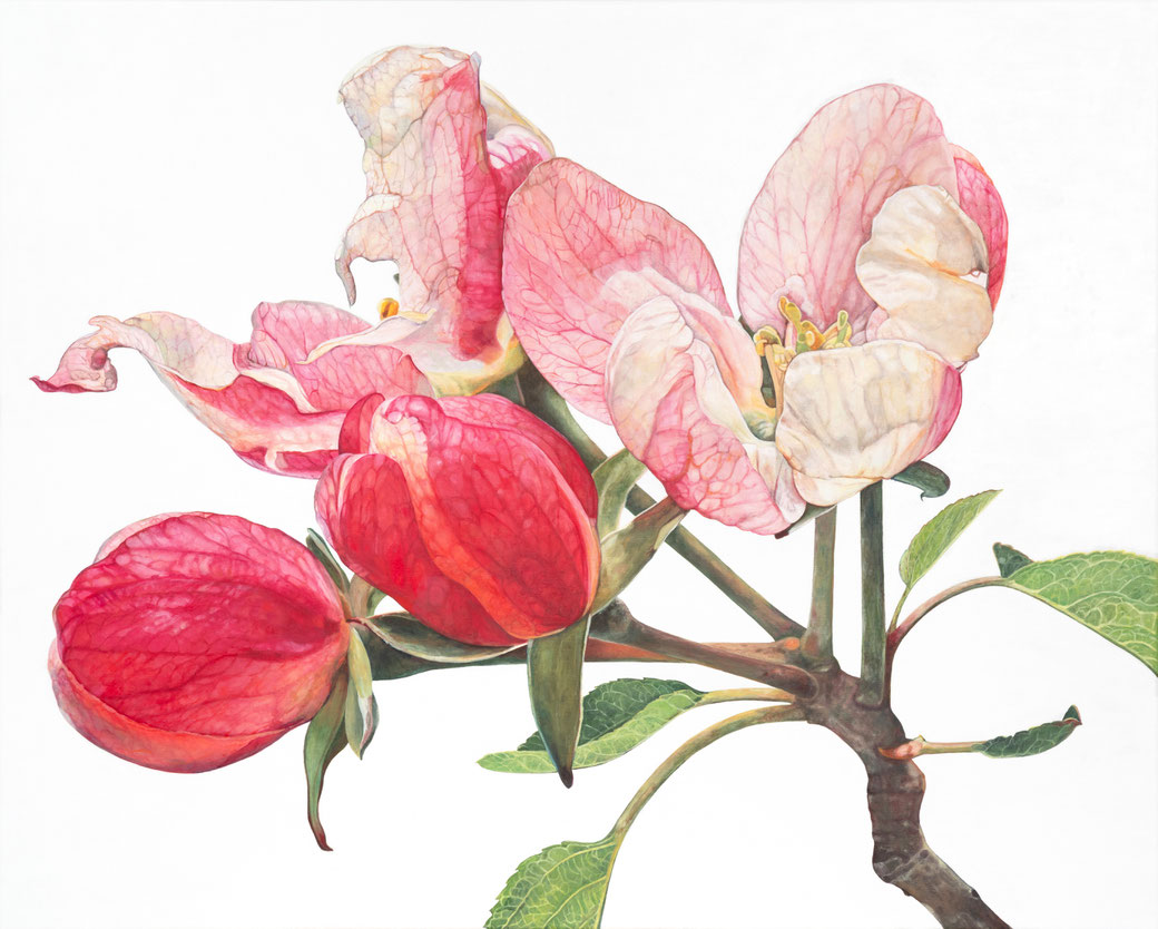 Blüten des Finkenwerder Herbstprinzen Malus domestica, 2024, 80x100x2cm, Ölfarbe auf Leinengewebe ©️brigitte hofherr 