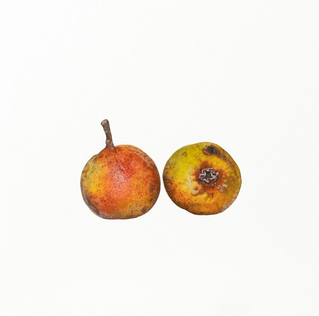 Pyrus communis, Rosaceae, 2025, Aquarell, Schmincke Horadam auf Arches 640g ©️brigitte hofherr