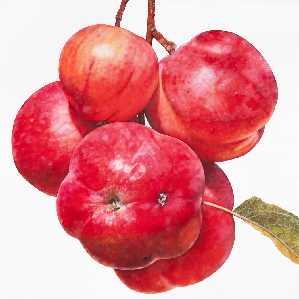 Malus sieversii, Rosaceae, Malus sieversii clone tree/Botanical Garden Almaty, 2025, 80x80x2 cm, oil on linen -Copyright Brigitte Hofherr-