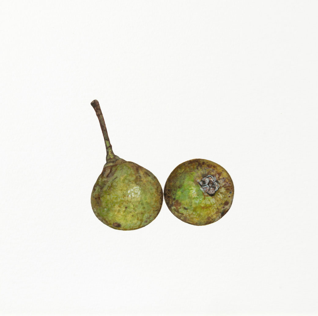 Welsche Bratbirne Pyrus communis, Rosaceae, 2025, 20x20cm, Aquarell, Schmincke Horadam auf Arches 640g ©️brigitte hofherr