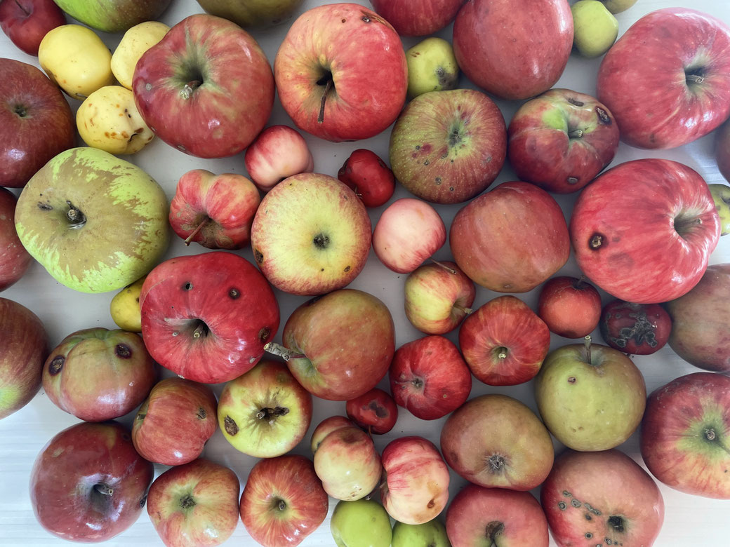 Malus sieversii apples from clone trees in the Botanical Garden Almaty NL