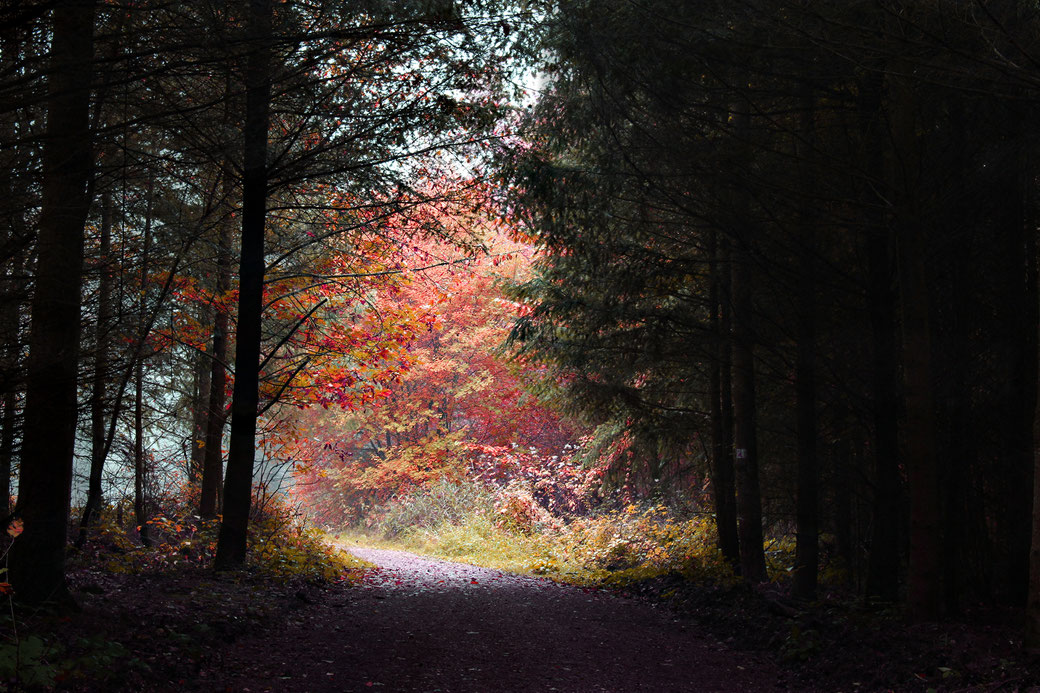 Ein einmalig farbenfrohes Spektakel im Koblenzer Stadtwald im späten Herbst 2016