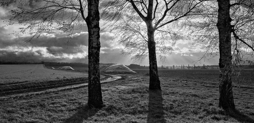 Three birch trees near Mahlerten, 2018