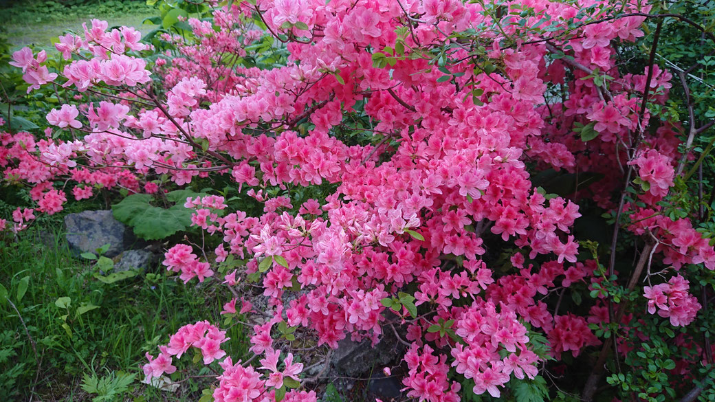 這是「杜鵑(Tsutsuji)」樹。 它會在六月開出粉紅色和橘色的花。 「Tsutsuji」在日文中指的就是杜鵑花。 這種花在六月最常見。