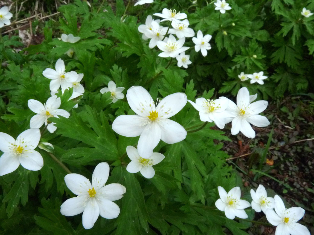 這種花叫做「二輪草(Nirin-sou)」, 一株草會開出兩朵花。 它大約在「菊咲一華」花期結束時開始綻放。 雖然二輪草是一種山菜,但最好不要採來吃, 因為同一個時期、同一個地方, 會長出外觀非常相似的有毒植物。