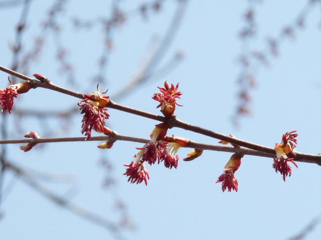 這是「桂樹(Katsura)」的花。 它也是在五月初綻放的花。 當桂樹開花時,整座山會呈現淡淡的紅色。