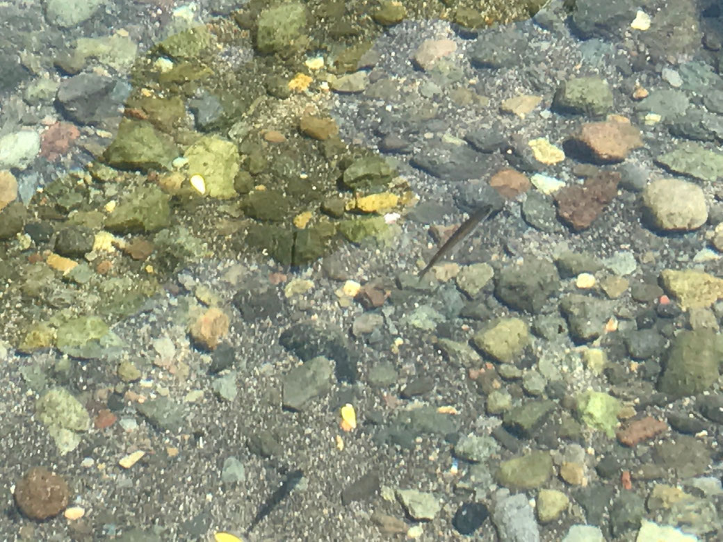 這是十和田湖的公魚(WAKASAGI)。 牠們是大約 10 公分長的小魚。 在五月和六月,湖裡會有大量的公魚, 在湖邊就能看到這樣的景象。