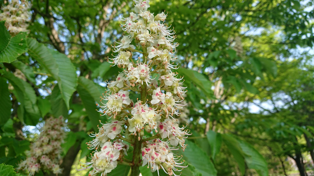 這是「栃樹(Tochi)」——一種和七葉樹(Marronnier)相近的樹種。 在日本,這種花的蜂蜜主要產自奧入瀨地區。