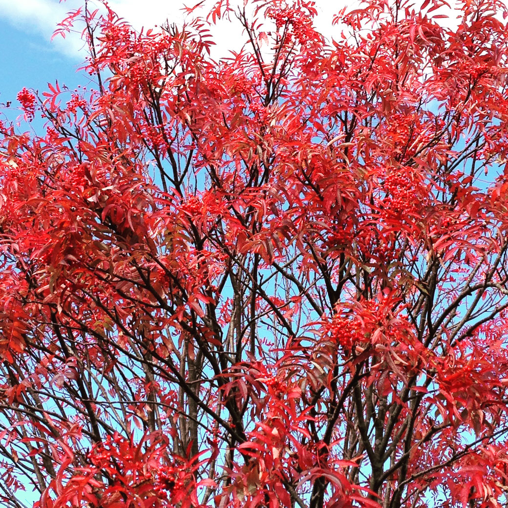 這是七葉樹(NANAKAMADO)。 葉子會變成紅色,果實也是鮮紅色的。
