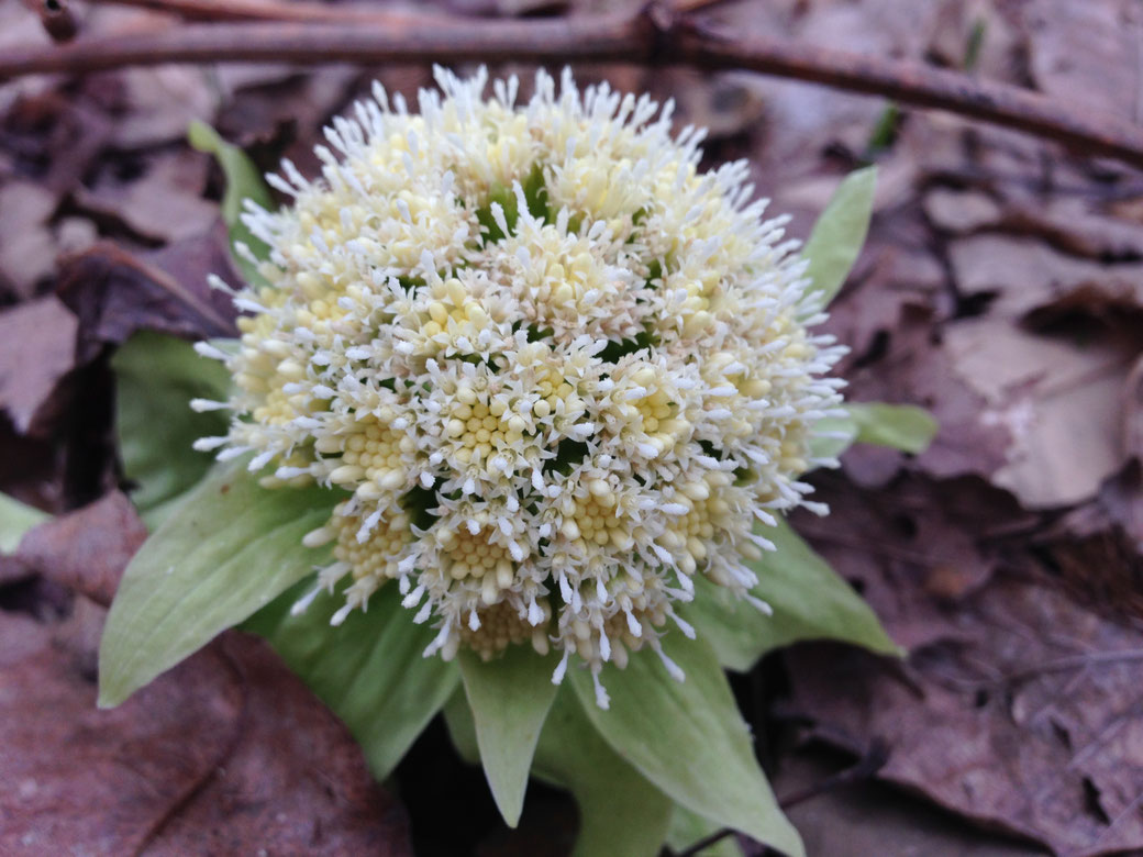 這是「蕗(Fuki)」在三月時綻放的花苞,叫做「Bakke」。 我們會用這個花苞和味噌一起製作「Bakke味噌」。 它帶有一點苦味,做成天婦羅也非常好吃。