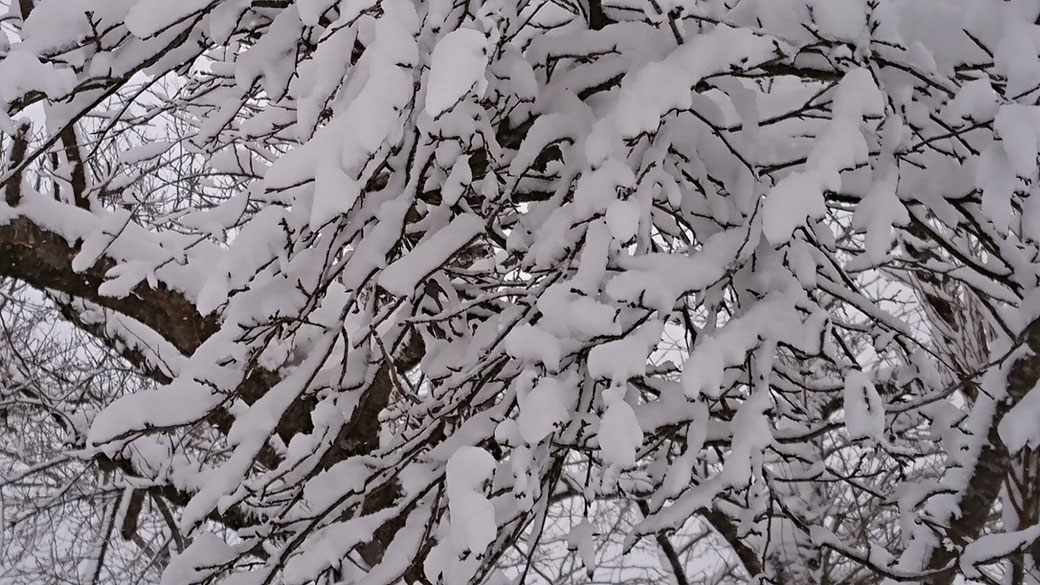 If a lot of snow comes here, the tree will change become like a coral.