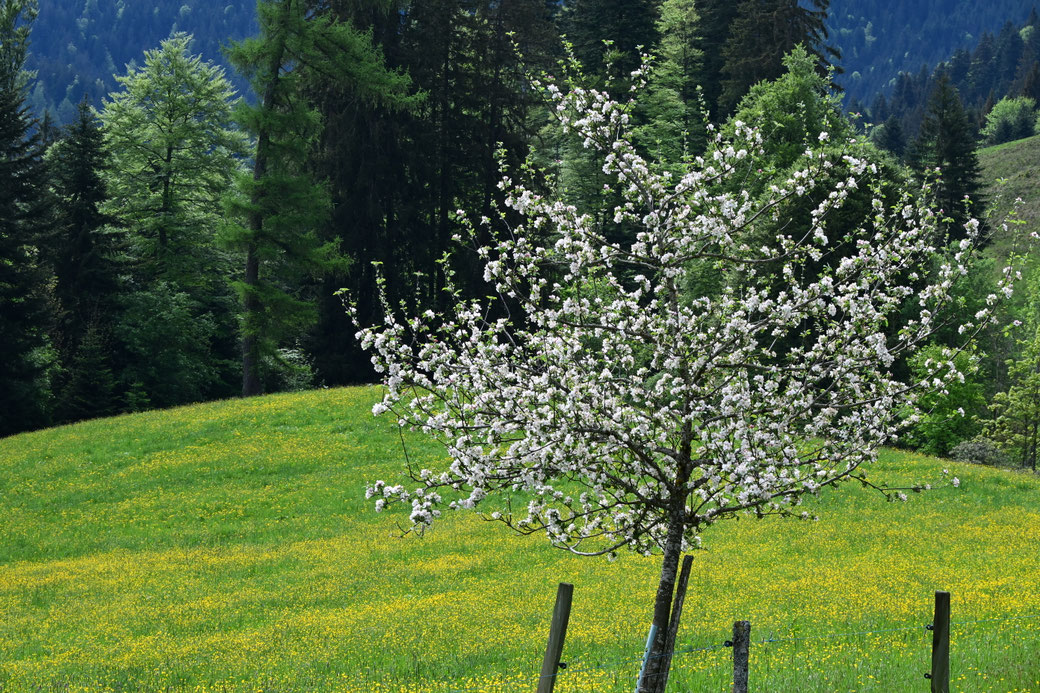 3782 Neualp Eigenthal - Mai 2026