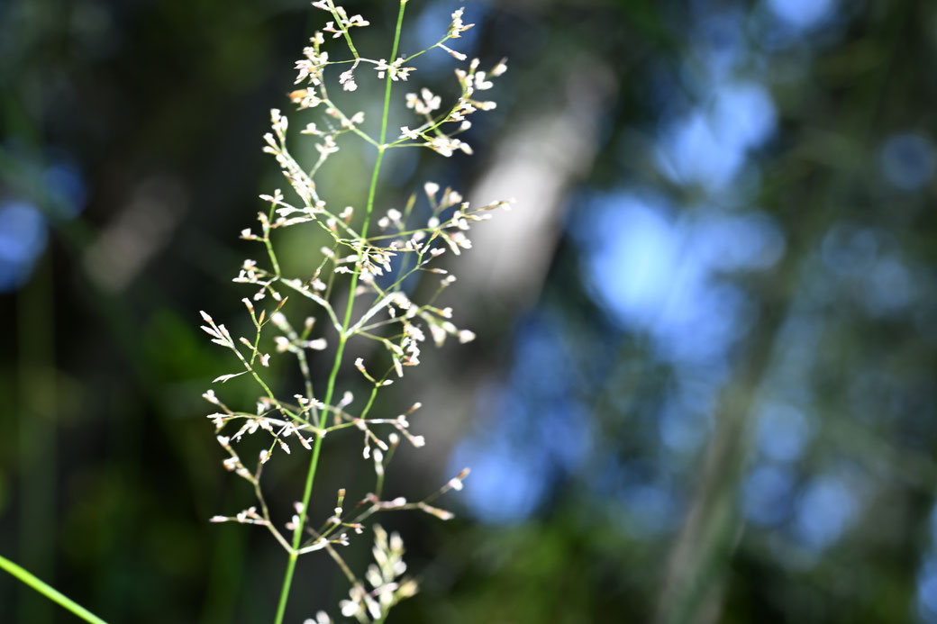 5942 Krienser Hochwald - Juli 2026