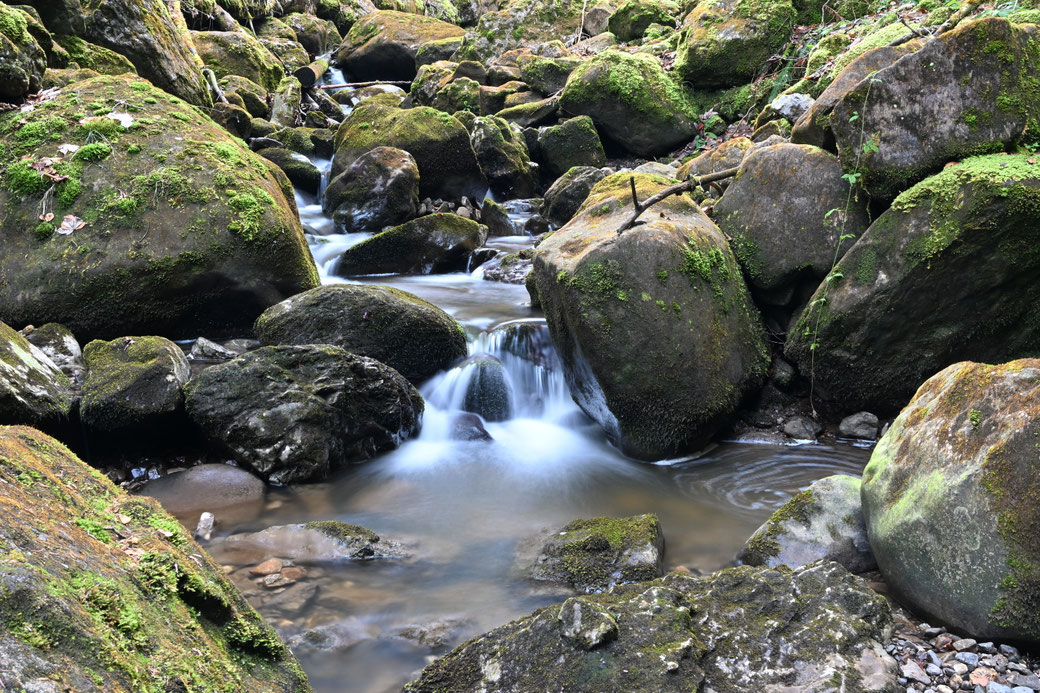 1240 Rotbach - Krienser Hochwald - März 2026