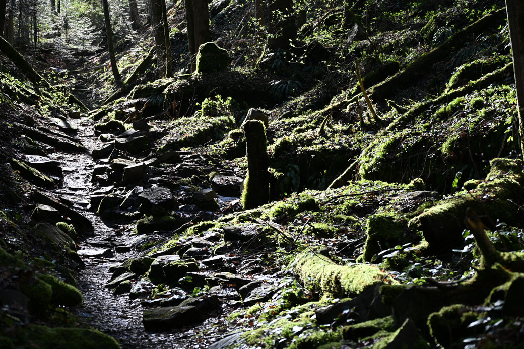 1882 Wolfsschlucht Sonnenberg - März 2026
