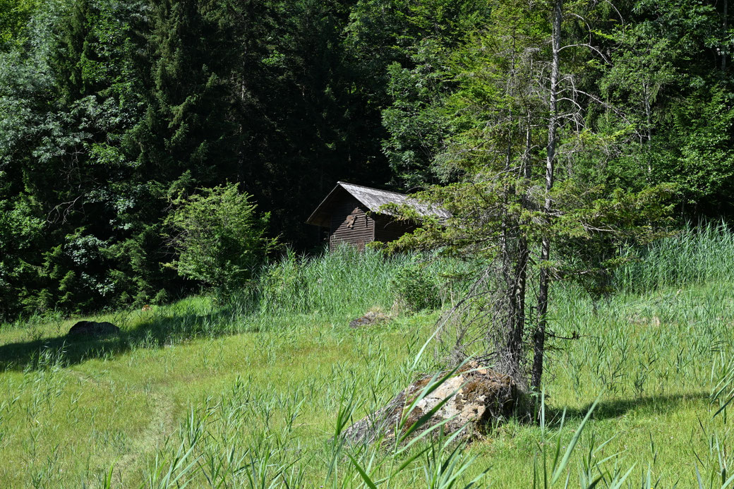 5848 Krienser Hochwald (Rörli) - Juli 2026