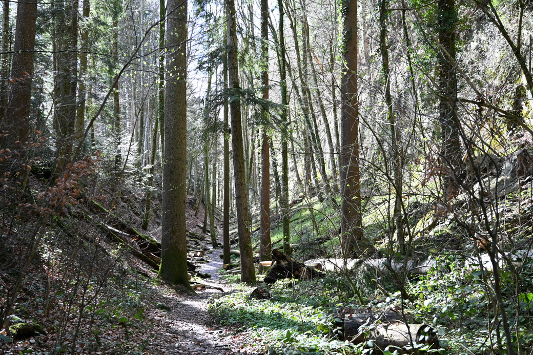 1702 Wolfsschlucht Sonnenberg - März 2026